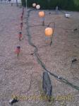 Daylight, pumpkins and electrical cords