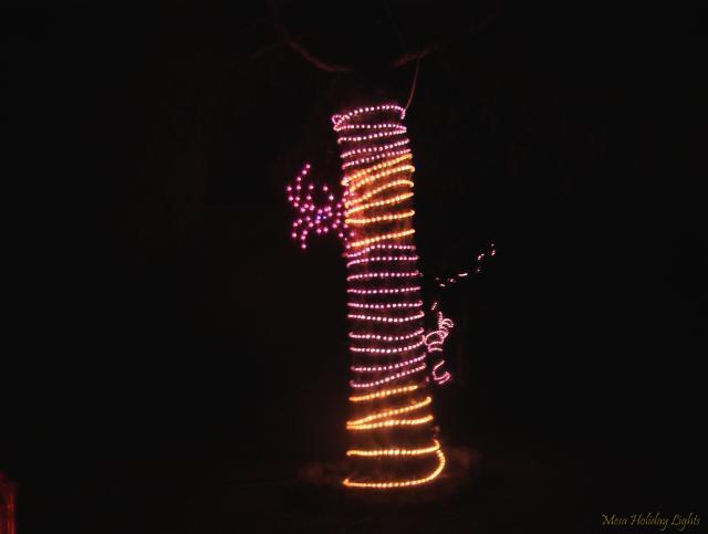 Rope Lights and spider on tree