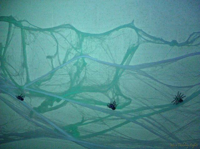 Spiderwebs and spiders